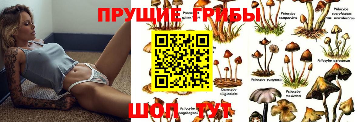 Галлюциногенные грибы Psilocybe Мончегорск